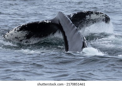 A Humpback Whale Starting To Dive Off Cape Cod, MA