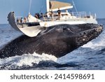 Humpback whale suddenly breachin in front of a whale watch boat.
