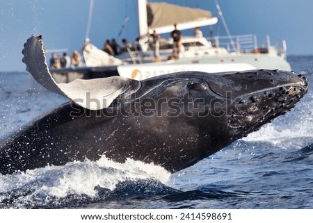 Humpback whale suddenly breachin in front of a whale watch boat.