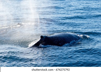 Humpback Whale Surfacing And Spraying Water Through Blowhole - Migrating North Through Forster, New South Wales, Australia