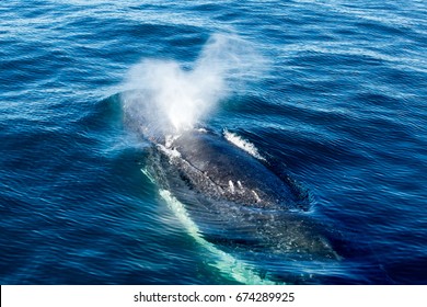 Humpback Whale Surfacing And Spraying Water Through Blowhole - Migrating North Through Forster, New South Wales, Australia