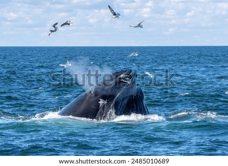 Humpback whale surfacing while feeding with spout of water and seagulls flying around it amongst blue sky and white clouds