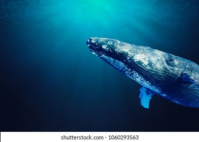 Humpback whale swim and enjoy in the clear blue ocean water. Portrait of a humpback whale up close. Clear blue ocean water and sunlight beneath the surface of water in the background.  