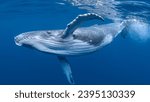 humpback whale swimming in the ocean