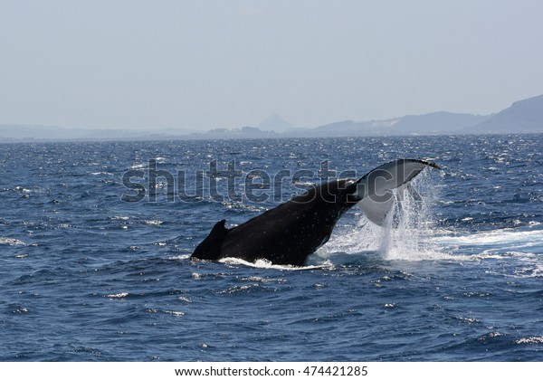 Humpback Whale Swimming Off Coast Near Stock Photo Edit Now