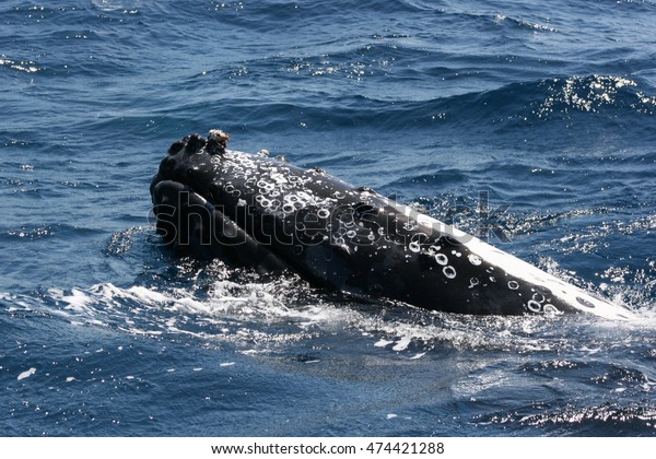 Humpback Whale Swimming Off Coast Near Stock Photo Edit Now