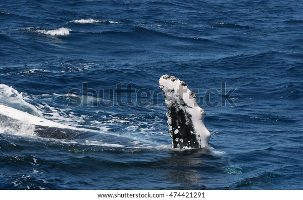 Humpback Whale Swimming Off Coast Near Stock Photo Edit Now