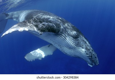 HUMPBACK WHALE SWIMMING ON A CLEAR BLUE WATER