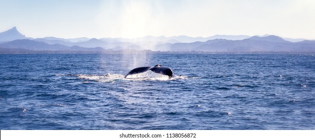 Under Water Whales Stock Photos Images Photography Shutterstock