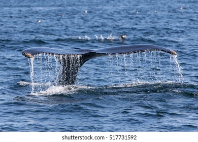 Humpback Whale Tail
