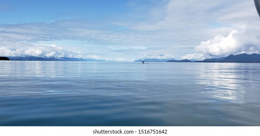 Humpback Whale Tail In Alaska