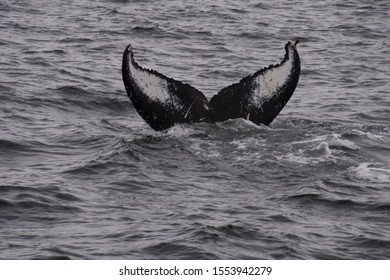 Humpback Whale Tail Alaska Sitka