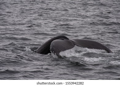 Humpback Whale Tail Alaska Sitka