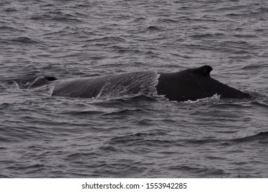 Humpback Whale Tail Alaska Sitka