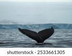 Humpback Whale Tail in Arctic Waters