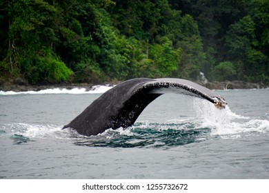 Humpback Whale Tail - Bahia Solano, Colombia