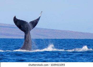 Whale Tale Images Stock Photos Vectors Shutterstock