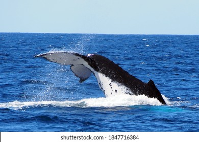 humpback whale tail fluke diving in the sea
 - Shutterstock ID 1847716384