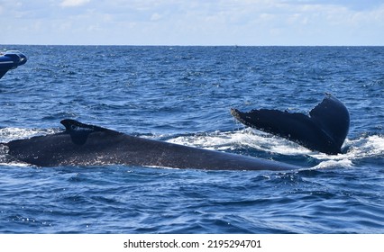 Humpback Whale Tail Fluke Diving