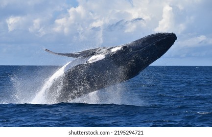 Humpback Whale Tail Fluke Diving