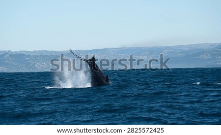 Humpback whale tail fluke diving into deep blue ocean water, creating a splash. Background showing distant coastline