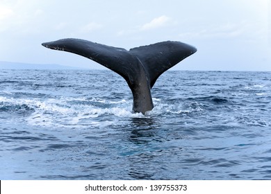 humpback whale tail fluking up in maui hawaii - Shutterstock ID 139755373