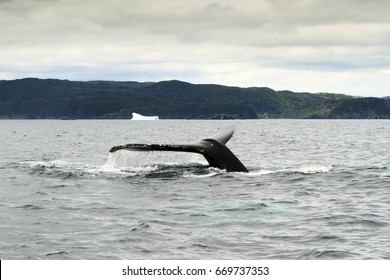 Humpback whale tail with iceberg in the background.