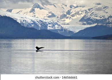 Humpback Whale Tail With Icy Mountains Backdrop Alaska