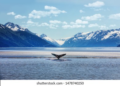 Humpback Whale Tail With Icy Mountains Backdrop Alaska