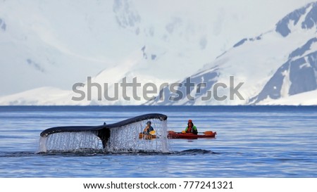 Humpback whale tail with kayak, boat or ship, showing on the dive, Antarctic Peninsula, Antarctica