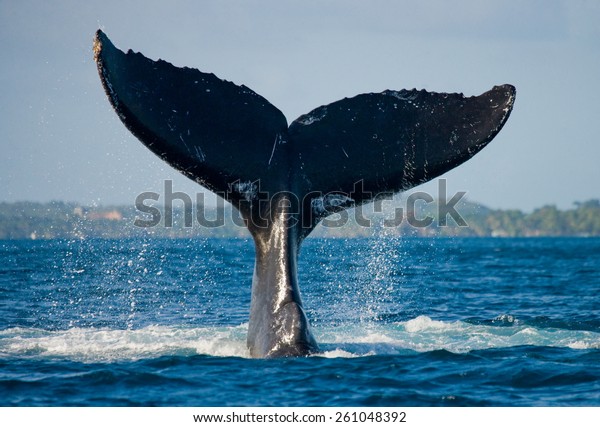 ハンプバッククジラの尾 マダガスカル 水しぶき の写真素材 今すぐ編集