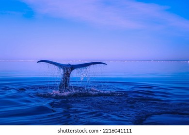 Humpback Whale Tail rising while swimming through the blue Ocean. Captured from Ship Nova - Powered by Shutterstock