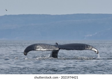 Humpback whale tail Salvage, Bonavista Bay, Newfoundland and Labrador  - Shutterstock ID 2021974421