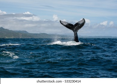 Humpback Whale Tail In Samana, Dominican Republic