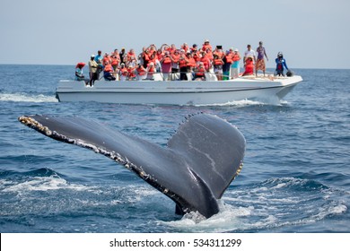 Humpback Whale Tail In Samana, Dominican Republic And Torist Whale Watching Boat