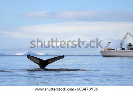 Humpback whale tail with ship, boat, showing on the dive, Antarctic Peninsula