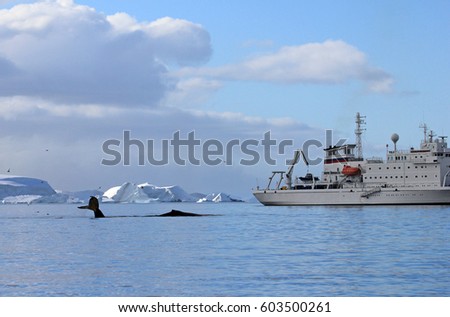 Humpback whale tail with ship, boat, showing on the dive, Antarctic Peninsula