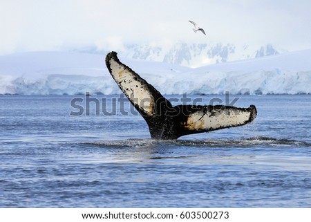 Humpback whale tail, showing on the dive, Antarctic Peninsula