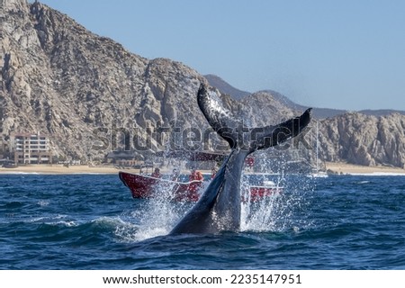 humpback whale tail slapping in front of whale watching boat in cabo san lucas mexico baja california sur