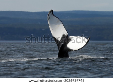 Humpback whale tail in the st-laurent fjord
