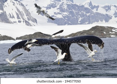 humpback whale tail that dives during feeding in Antarctic Islands 1