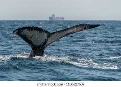 Humpback Whale Tail, Vancouver Island - British Columbia, Canada