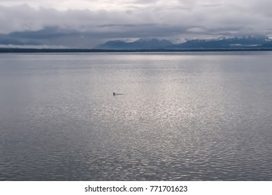     Humpback Whale Tail In Vast Gray Ocean Of Alaska                           