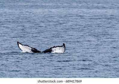 Humpback whale tail. As Humpback whales prepare to dive for long periods of time, they will dive suddenly and show their taill in what's called a terminal dive. 