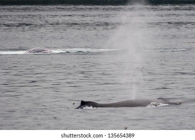 Humpback Whale Tail While Blowing In Glacier Bay Alaska