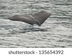 Humpback whale tail while going down in Glacier Bay Alaska