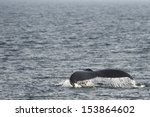 Humpback whale tail while going down 