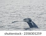 Humpback whale tail while going down 