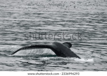 Humpback whale tail while going down in Glacier Bay Alaska