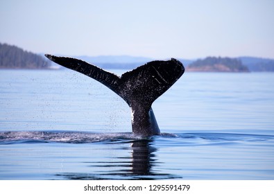 Humpback Whale Tale